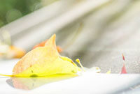 是球队后场 是球队后场